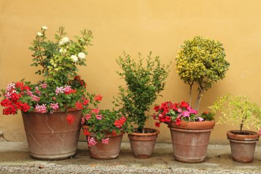 Plants in ceramic pots clipart