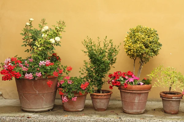 セラミック鍋の植物 ストック画像