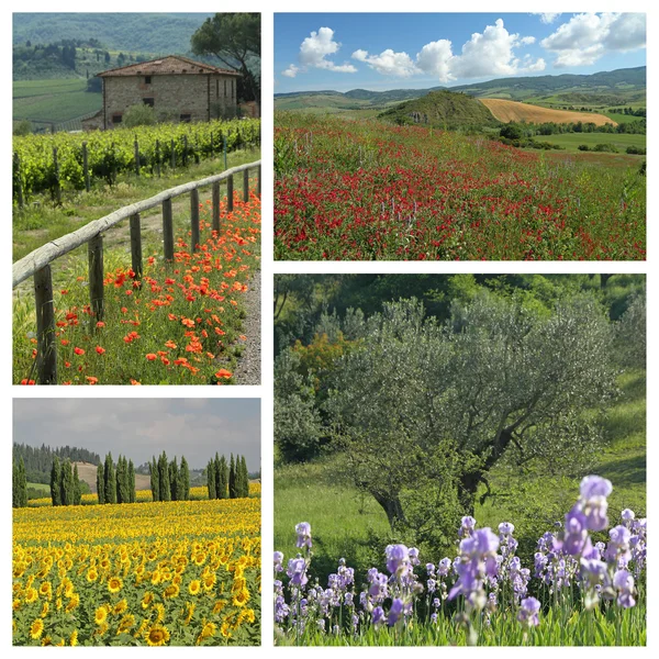 Цветущая сельская местность Тосканы — стоковое фото