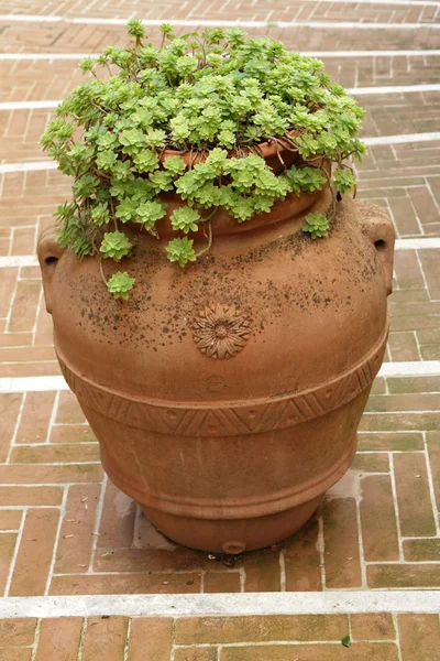 Traditionelle Keramikvase — Stockfoto