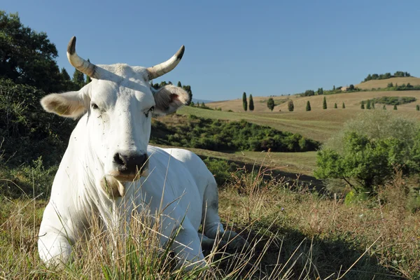 Vita toskanska ko på betesmark — Stockfoto