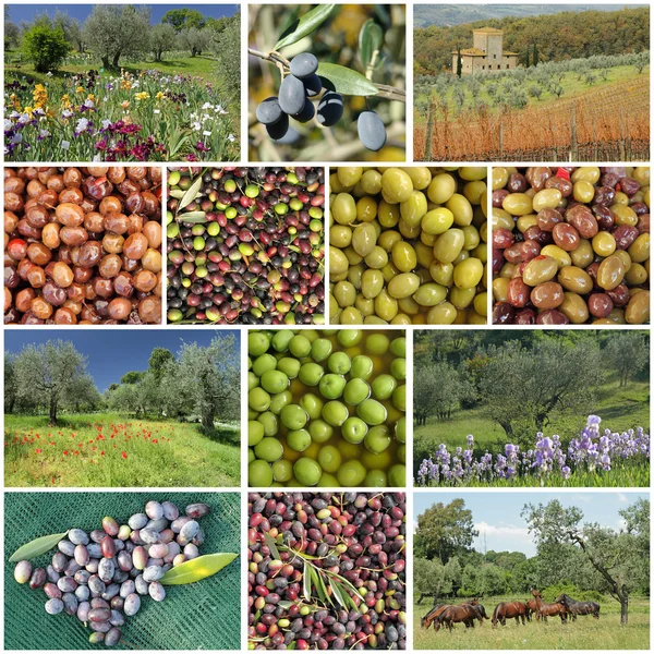 Geleneksel zeytin ağaçları — Stok fotoğraf