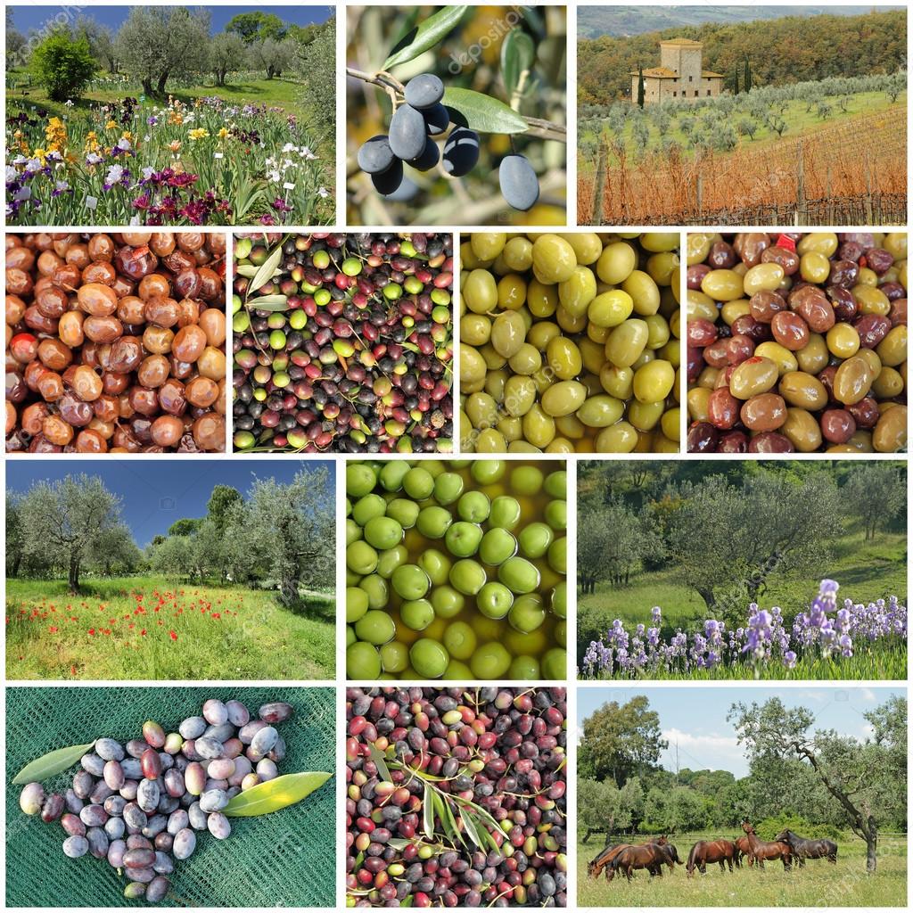 Traditional olive trees — Stock Photo © Malgorzata_Kistryn 81142842