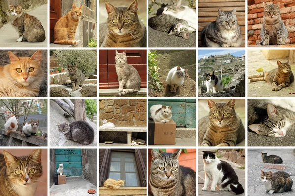 Italiaans straat katten — Stockfoto