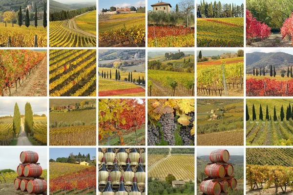 Fantastic tuscan vineyards — Stock Photo, Image