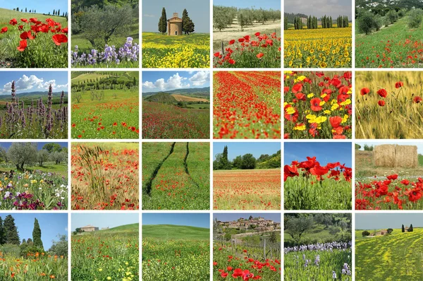 Fioritura campi toscani — Foto Stock