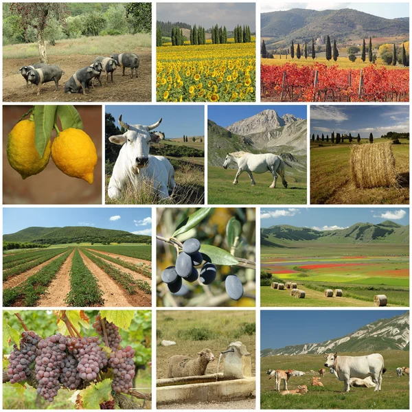 農業業界コラージュ — ストック写真