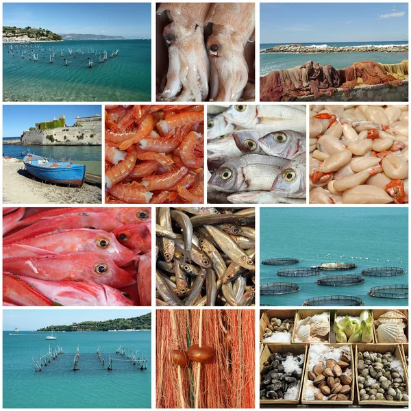 Fishing collage — Stock Photo, Image