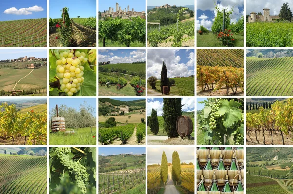 Green vineyards collage — Stock Photo, Image