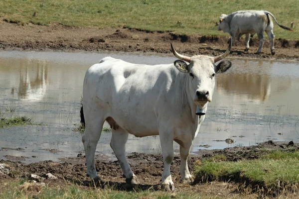 Ko framför brunnsorten — Stockfoto