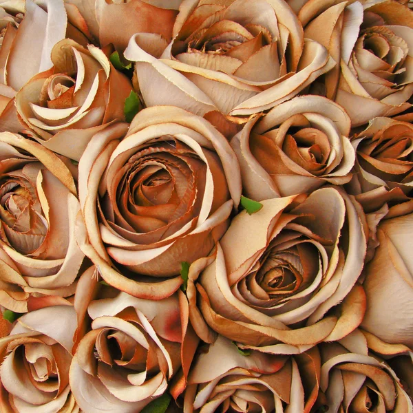 Orange roses pattern — Stock Photo, Image