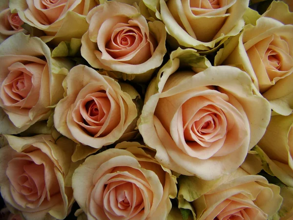 Beautiful roses pattern — Stock Photo, Image