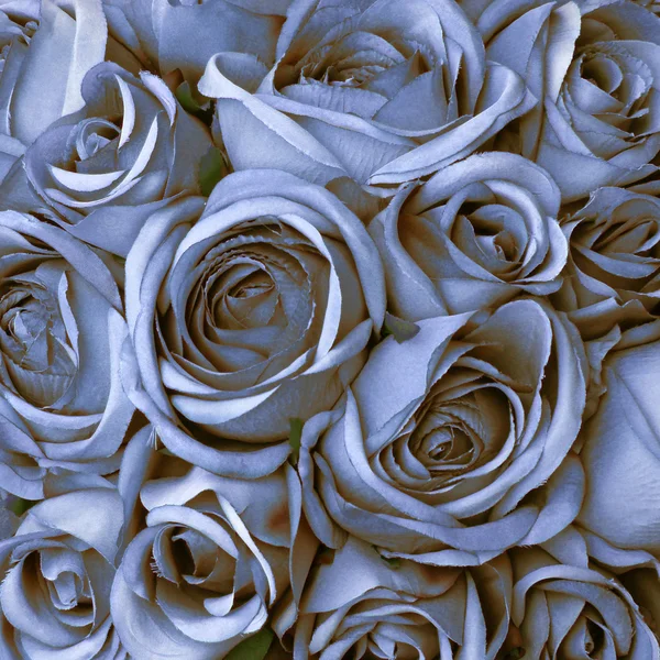 Wunderschönes Rosenmuster — Stockfoto