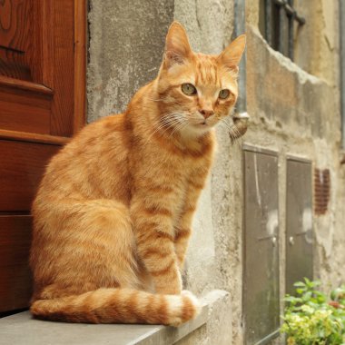 Evin kapısının önünde zencefil kedi