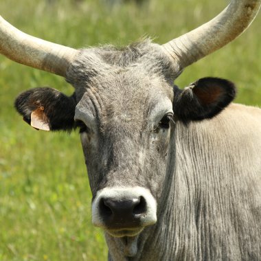 Maremmana doğurmak sığır