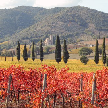 Amazing  tuscan vineyards clipart