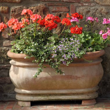 parlak kırmızı çiçekler