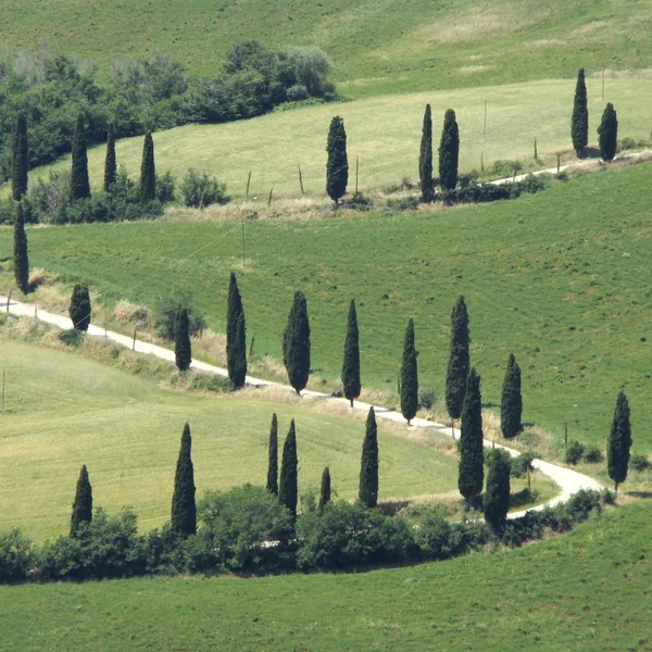 Traditional green cypresses — Stock Photo, Image