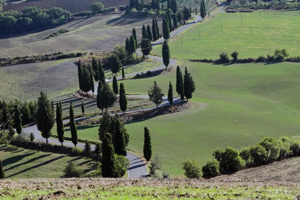 Cipressi verdi tradizionali — Foto Stock