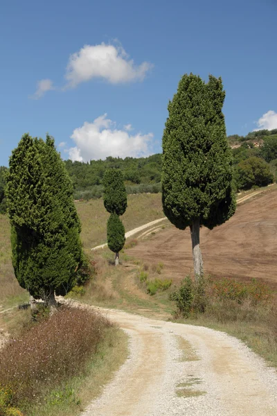 Traditional green cypresses — Stock Photo, Image