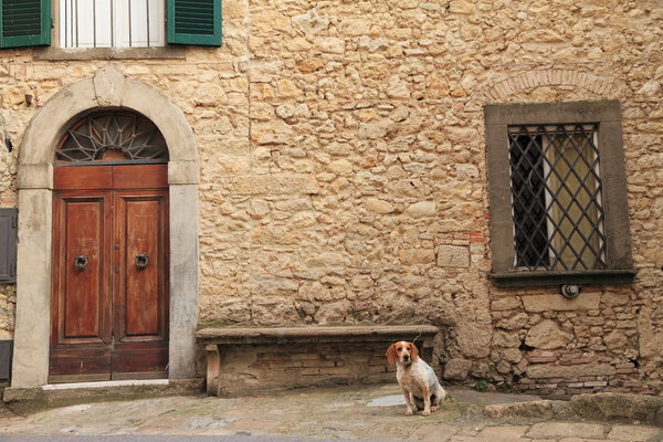 Dog sitting on stone bench