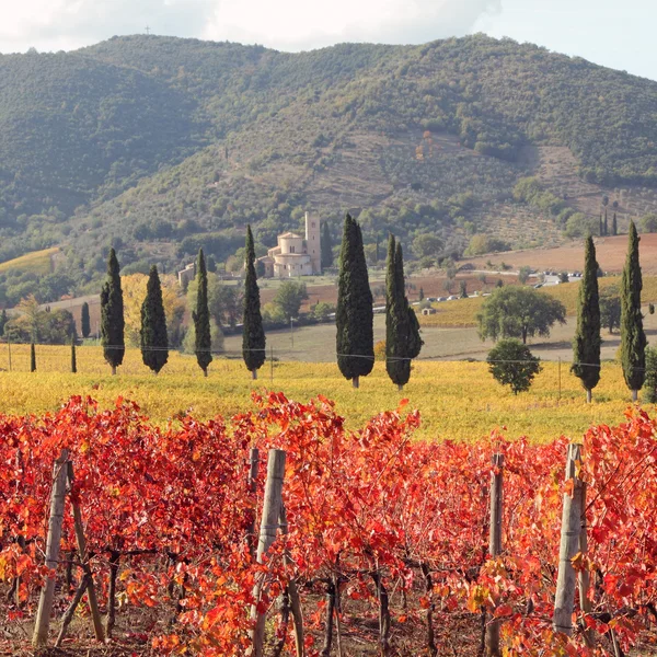 Дивовижні тосканської виноградників Стокове Зображення