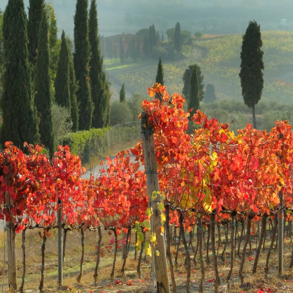 Vinha toscana incrível Fotos De Bancos De Imagens