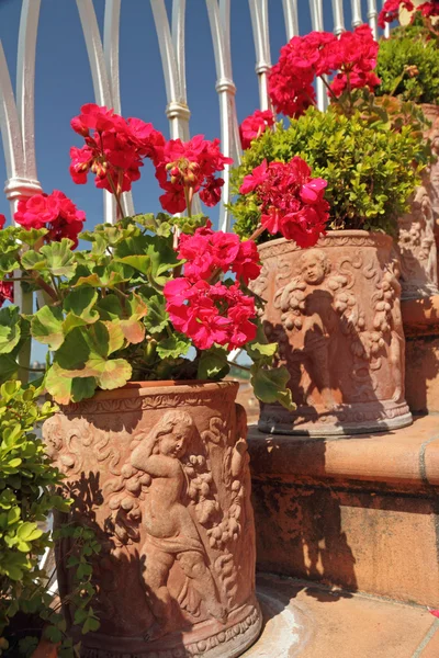 Blühende rote Geranienblüten lizenzfreie Stockbilder