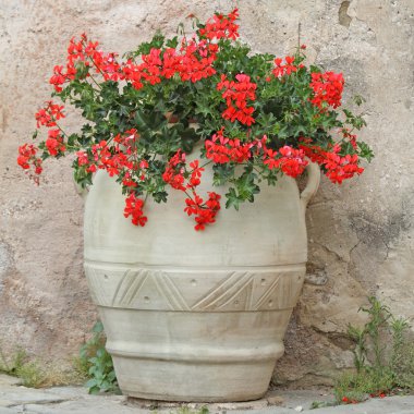 parlak kırmızı çiçekler