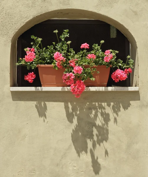 Heldere rode bloemen — Stockfoto