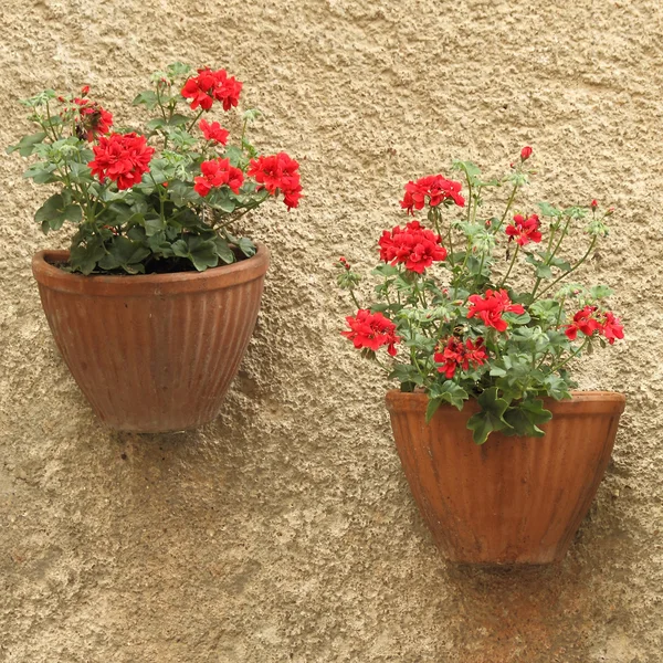 Ярко-красные цветы — стоковое фото