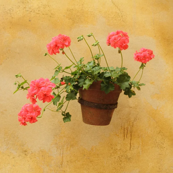 Leuchtend rote Blüten — Stockfoto