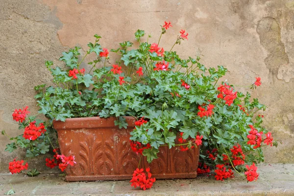 Flores vermelhas brilhantes Imagem De Stock