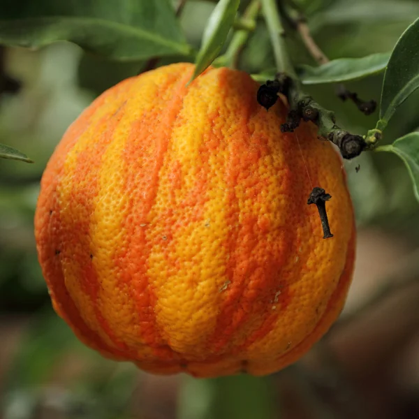 Amadurecimento de laranja no ramo — Fotografia de Stock