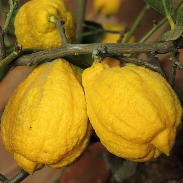 Lemons ripening on branch — Stock Photo, Image