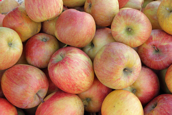 fresh ripe apples