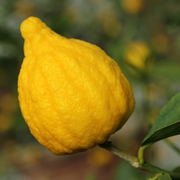 Amadurecimento de limão no ramo Fotografia De Stock