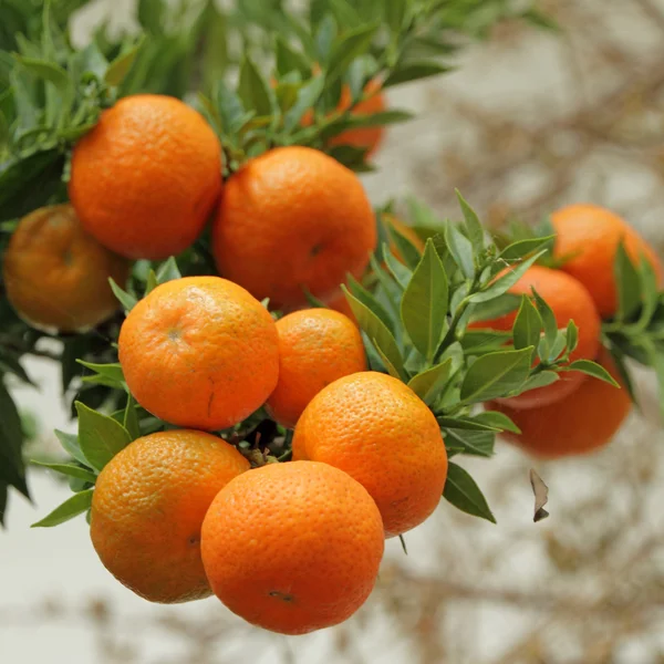 Tangerinas amadurecendo no ramo Imagem De Stock