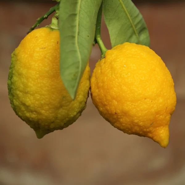 Limões amadurecendo no ramo Fotografia De Stock