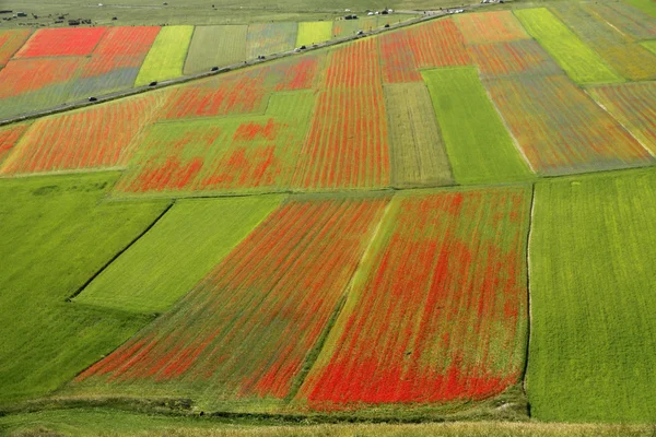 Traditional cultivation of poppies — Stock Photo, Image