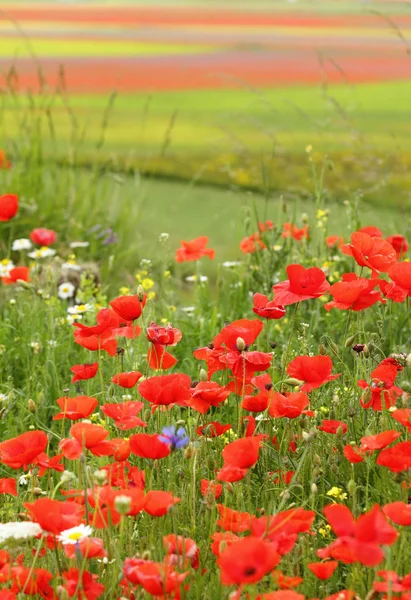 Amapolas en la meseta Piano Grande —  Fotos de Stock