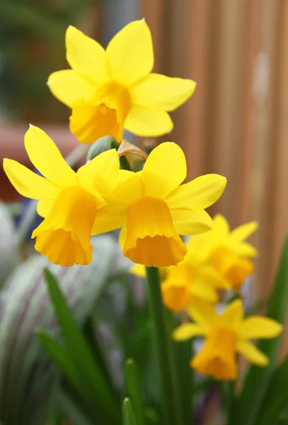 nergis birçok sarı çiçek