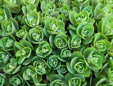 Saxifrage taze yağmur damlaları ile