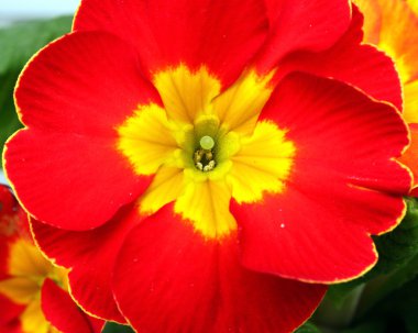 Bahar kırmızı çuha çiçeği