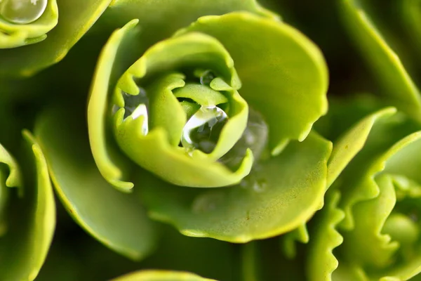 Saxifragem com gotas de chuva frescas — Fotografia de Stock