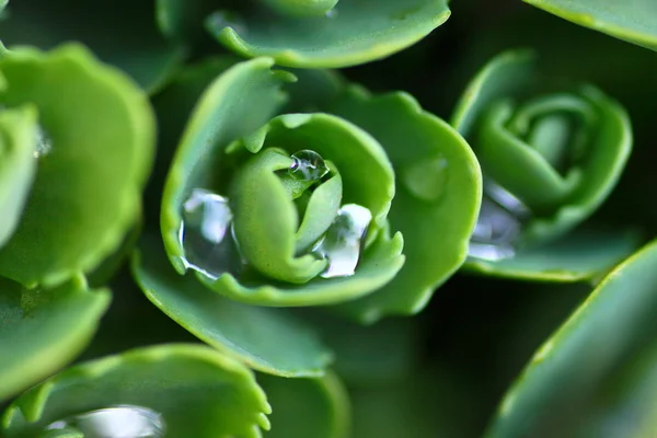 Saxifrage with fresh raindrops — Stock Photo, Image