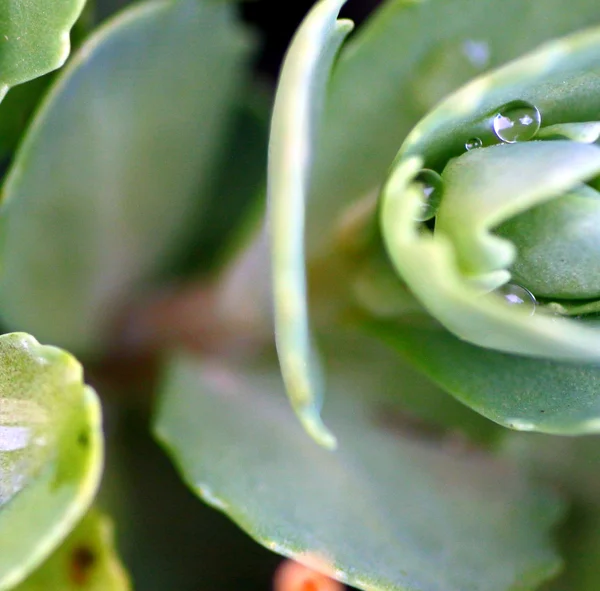 Saxifrage con gotas de lluvia frescas —  Fotos de Stock