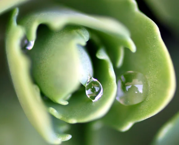 虎耳草与新鲜的雨滴 — 图库照片