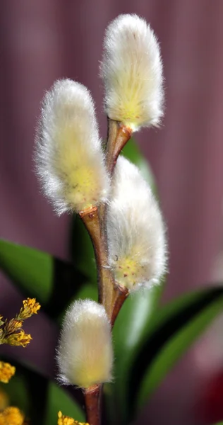 Şube ile kedi willows — Stok fotoğraf