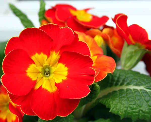 Primula rossa in primavera — Foto Stock